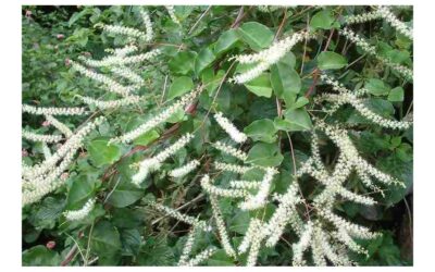 Anredera Cordifolia